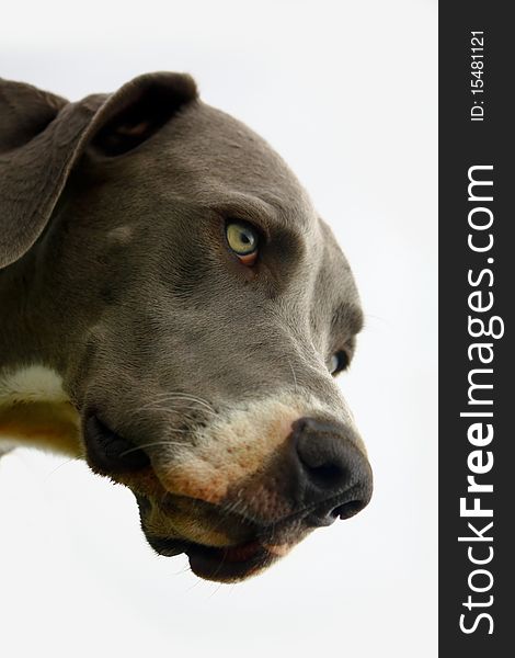 Head shot of a Great Dane looking down