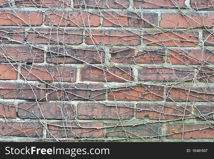 Red brick wall tree root