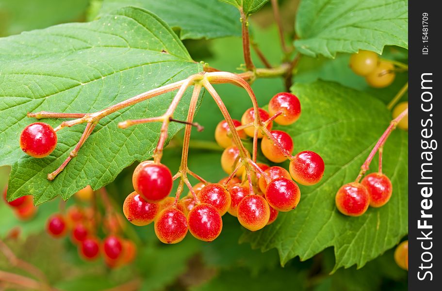 Bunches of red snowball tree berries (Viburnum opulus)