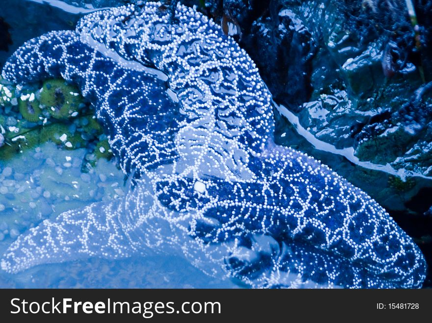 Starfish lurks in tidepool on California Coast. Starfish lurks in tidepool on California Coast