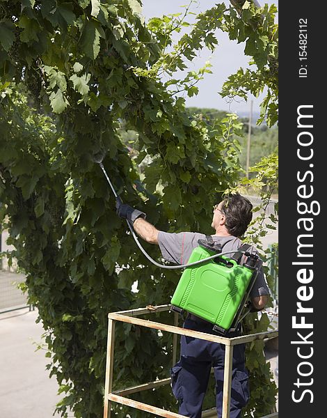 A farmer watering grapes before harvesting