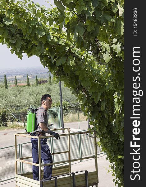 An agriculture worker watering the grapes before the harvesting. An agriculture worker watering the grapes before the harvesting