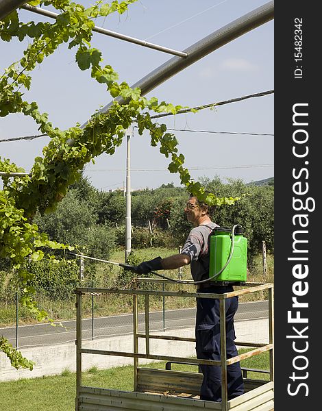 An agriculture worker watering the grapes before the harvesting. An agriculture worker watering the grapes before the harvesting