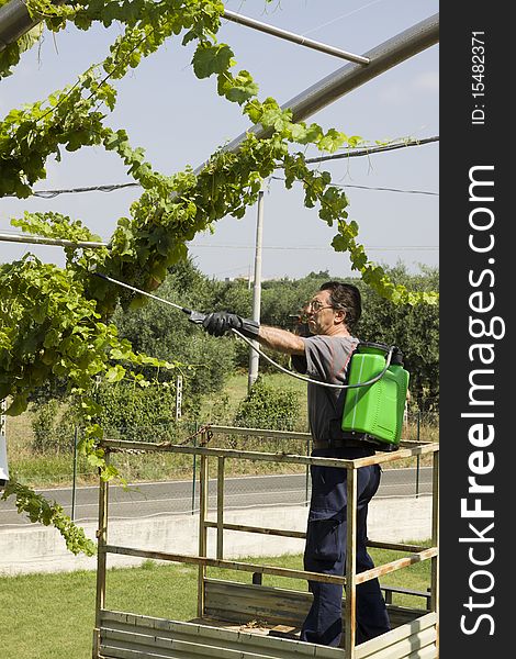 A farmer while watering his grapes to save them from desease. A farmer while watering his grapes to save them from desease