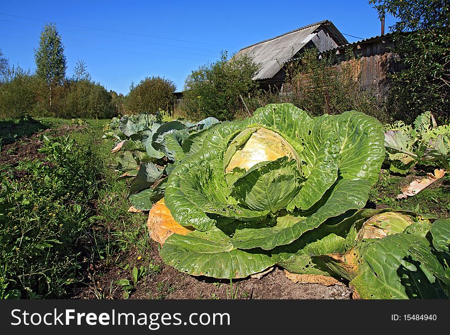 Green cabbage on rural garden