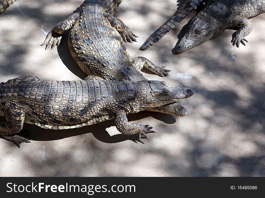 The Crocodile Farm in Namibia