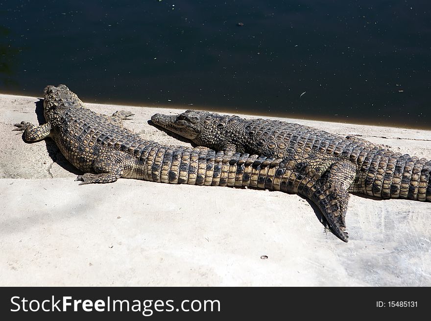 The Crocodile Farm In Namibia