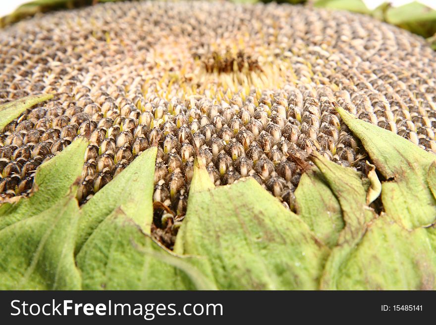 Fresh Sunflower in close up