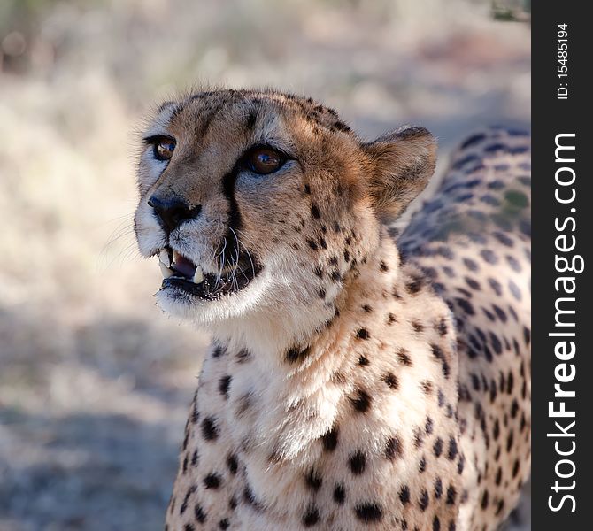 The Portrait of The Beautiful Cheetah
