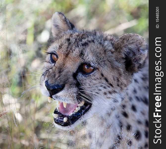 Close-up of a beautiful cheetah