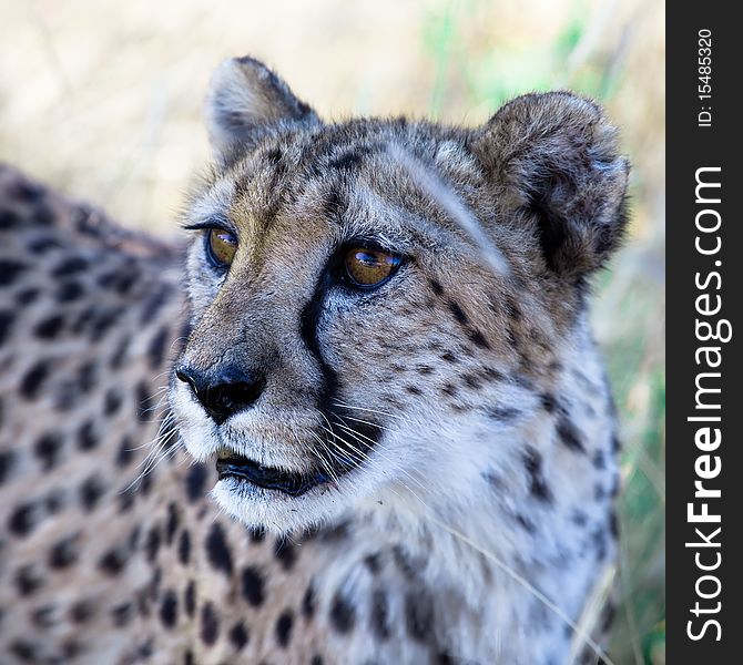 A Beautiful Cheetah