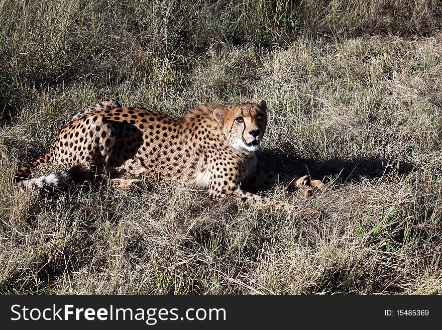 The Portrait of The Beautiful Cheetah