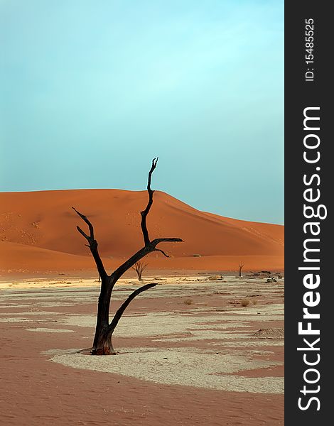 Dead acacia trees in desert, Dead Vlei, Namibia