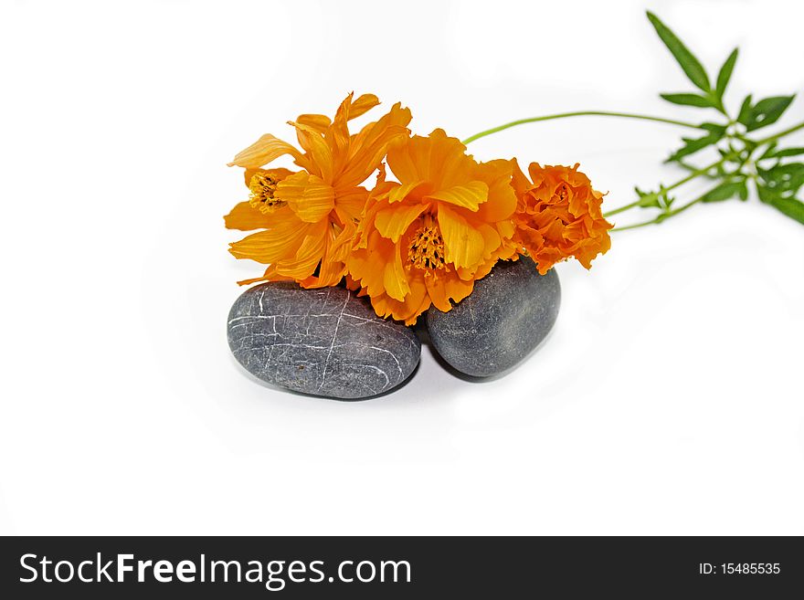 Seashells, stones and orange flower isolated on white background. Seashells, stones and orange flower isolated on white background