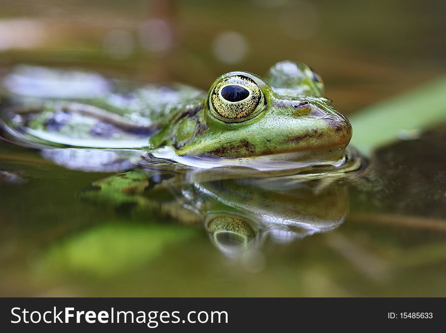 A Frog in a pond is watching you. A Frog in a pond is watching you