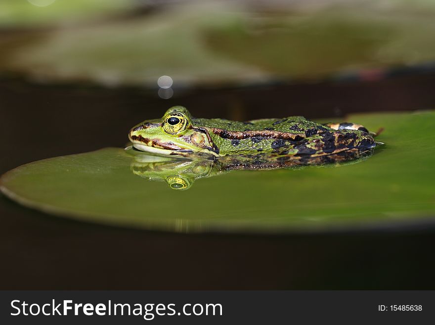 A Frog in a pond is watching you. A Frog in a pond is watching you