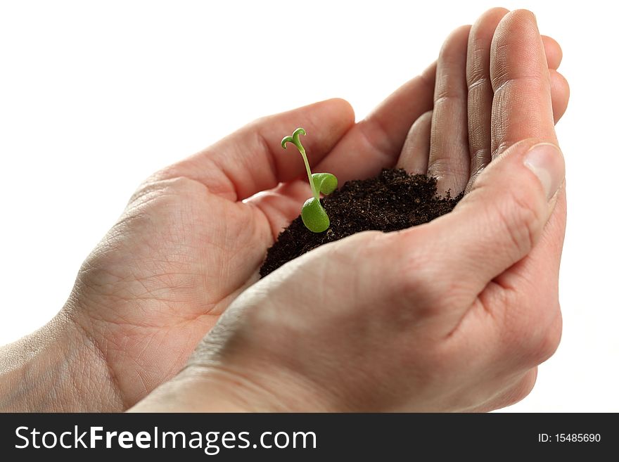 A hand is protecting a young plant. A hand is protecting a young plant