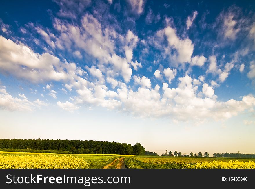 Rape fields in southern Poland with dramatic clouds and deep blue sky. Rape fields in southern Poland with dramatic clouds and deep blue sky