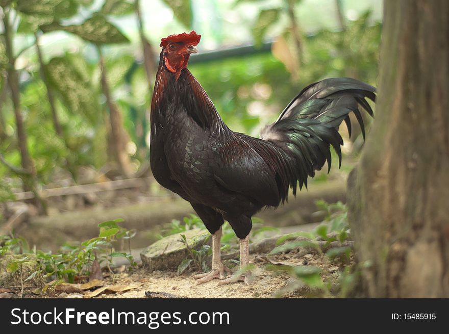 A range chicken, rooster in the forest, rooster at the zoo