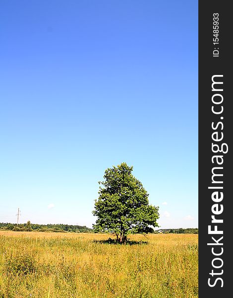 Big oak on summer field. Big oak on summer field