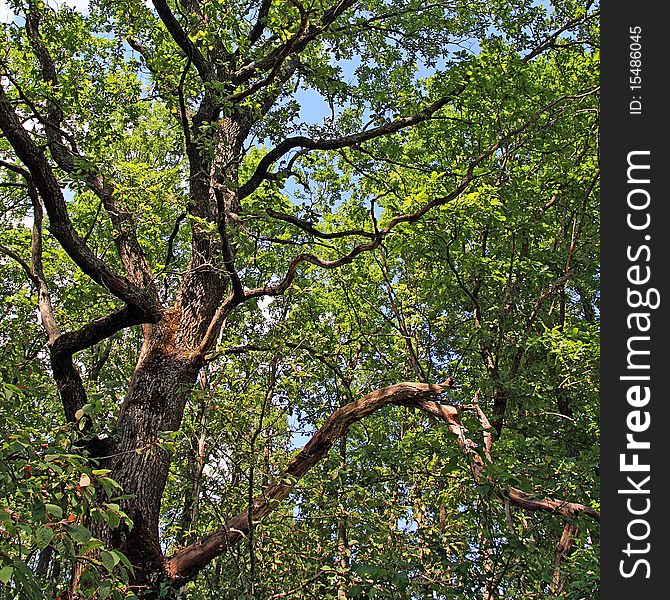 Big branches of the oak