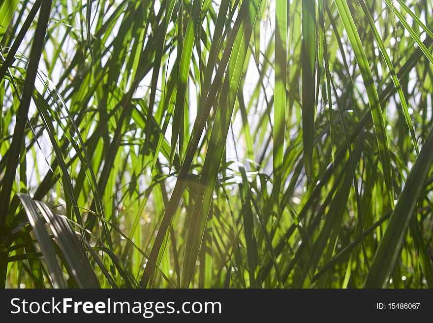 A background made of grass pattern, texture