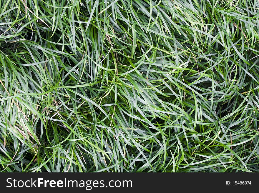 A background made of grass pattern, texture