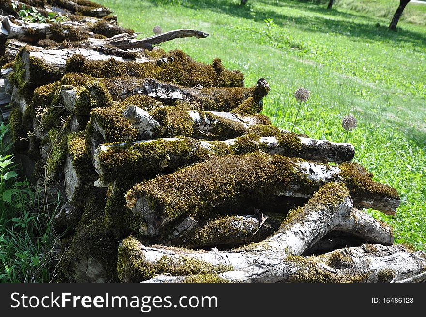 A pile of wood trunks coverd by moss. A pile of wood trunks coverd by moss