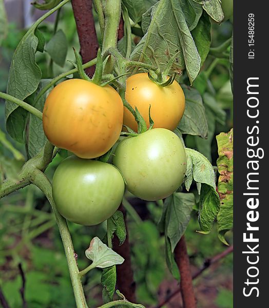 Green tomatoes in rural hothouse