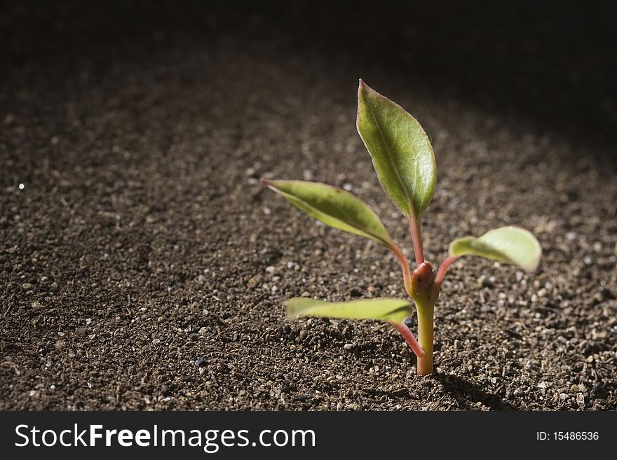 A young green seedling growing out of brown soil. A young green seedling growing out of brown soil.