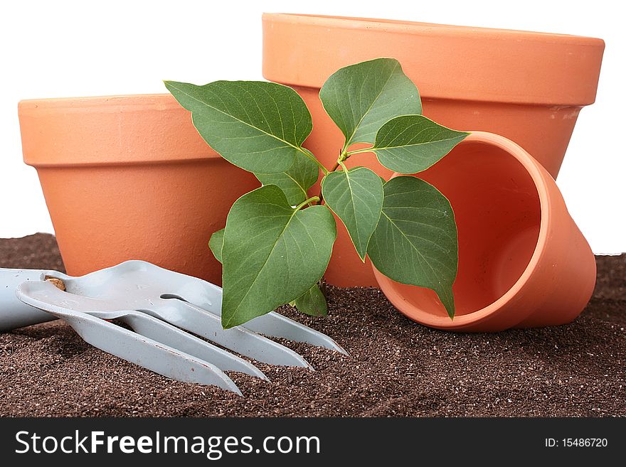 Tree with green petals in a ground with a rake and ceramic pots for sprouts.