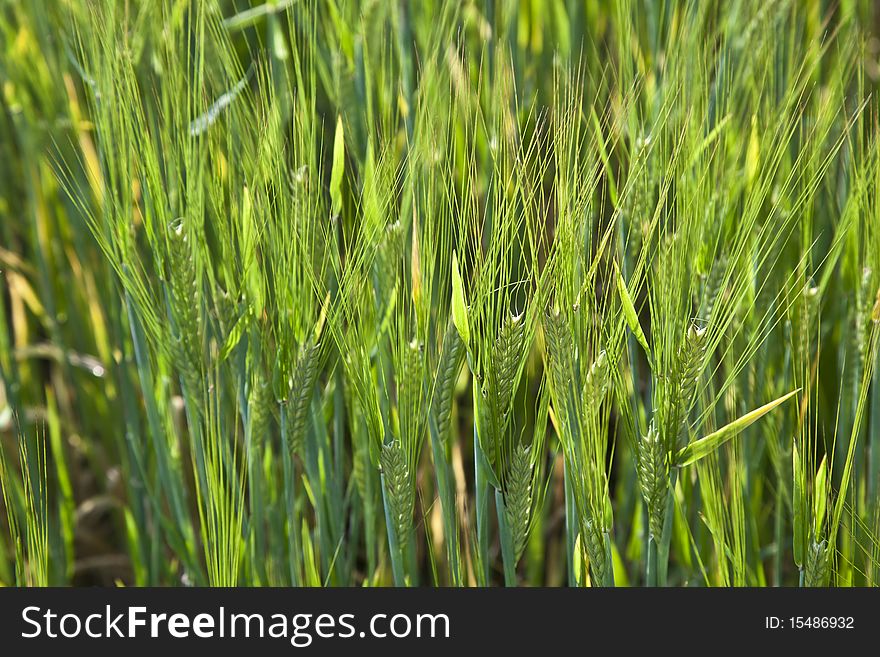 Harmonic corn field with spica