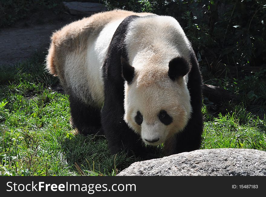 The Giant Panda (Ailuropoda melanoleuca, literally meaning cat-foot black-and-white) is a bear[2] native to central-western and south western China. The Giant Panda (Ailuropoda melanoleuca, literally meaning cat-foot black-and-white) is a bear[2] native to central-western and south western China.