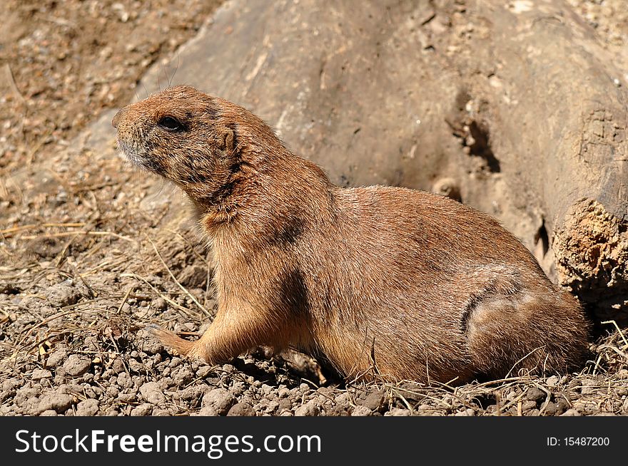 The black-tailed prairie dog (Cynomys ludovicianus), is a rodent of the family sciuridae found in the Great Plains of North America from about the USA-Canada border to the USA-Mexico border