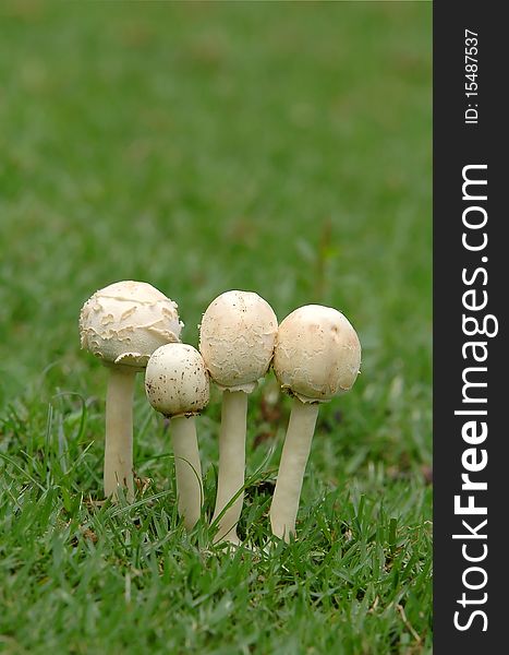 Natural mushroon with green grass. Natural mushroon with green grass