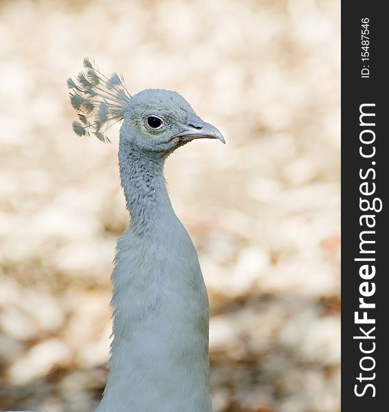 Closeup of a White Peacock