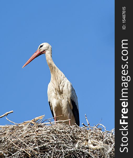 White Stork sitting in a nest