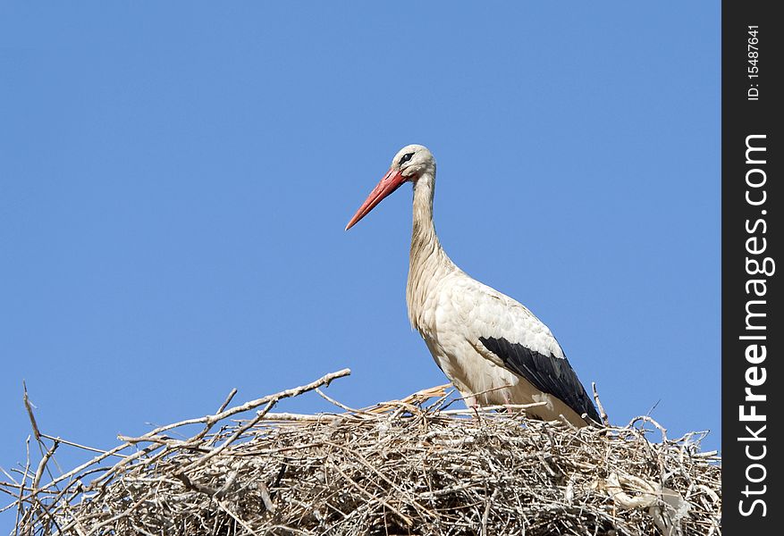 White Stork sitting in a nest