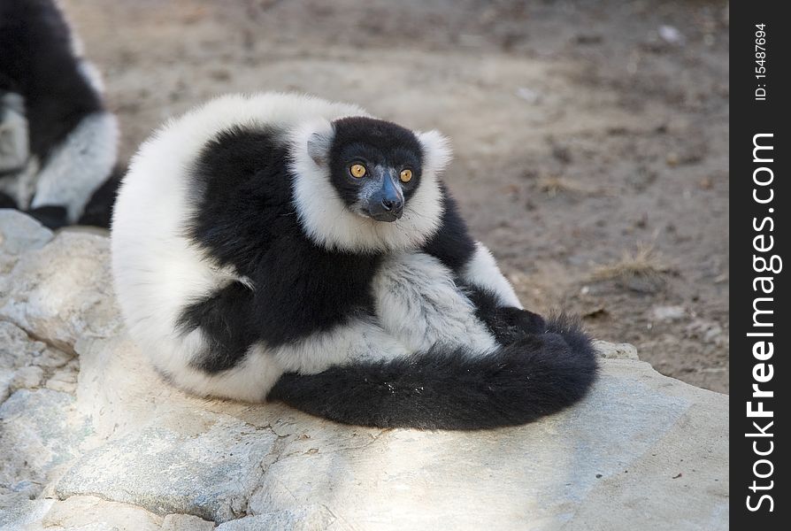 Black and White Ruffed Lemur sitting
