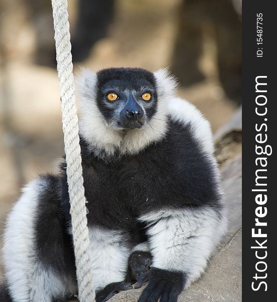 Black and White Ruffed Lemur sitting