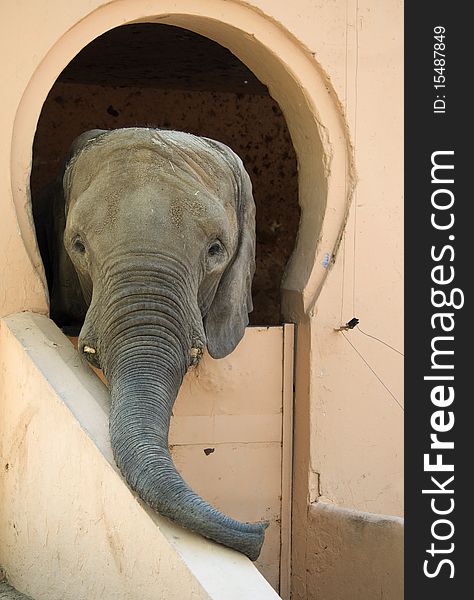 Elephant Looking Over Stall