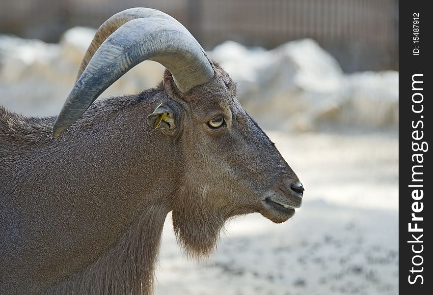 Closeup of the head and shoulders of a Barbary Goat