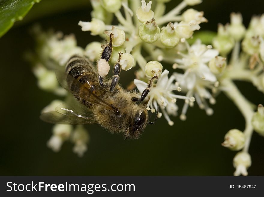 Macro picture of a bee carrying honey. Macro picture of a bee carrying honey