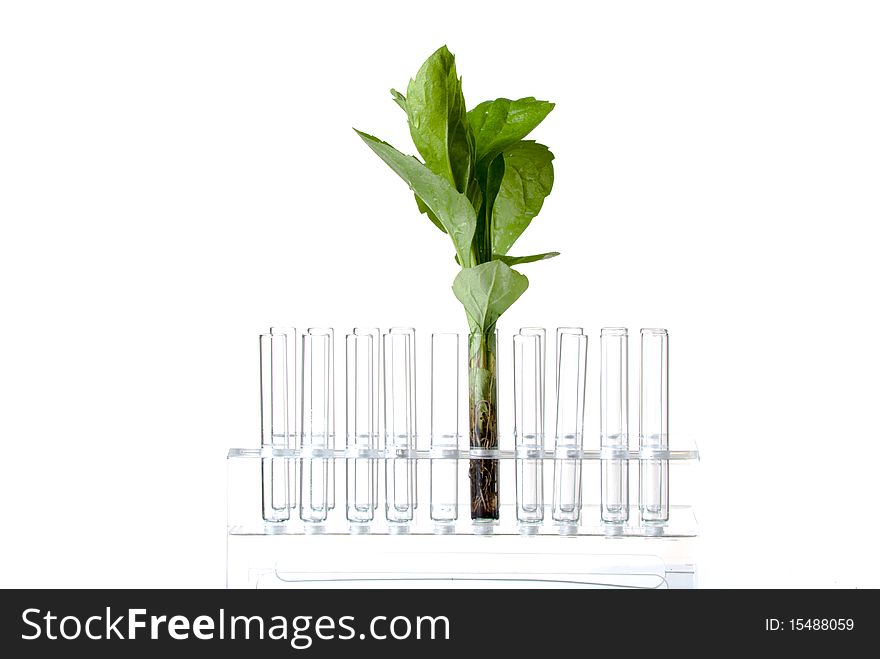 Rack with test tubes and plant isolated on white