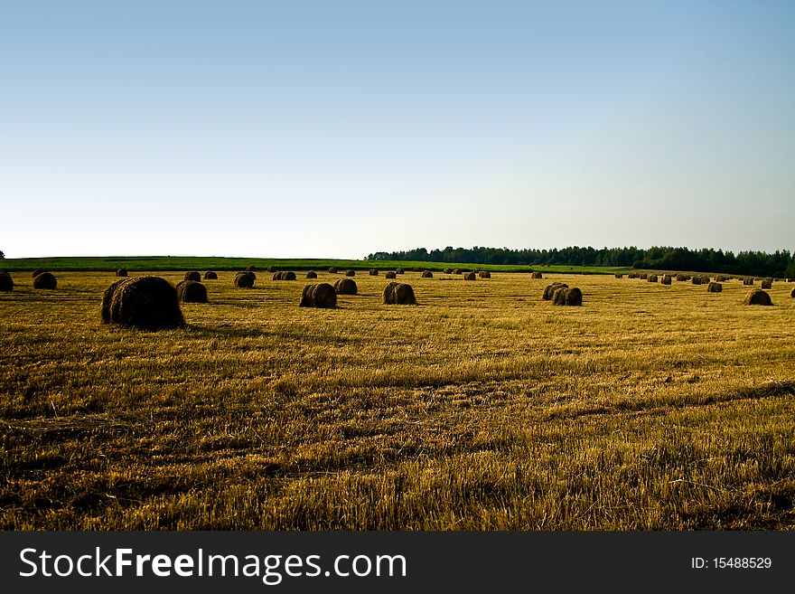 A northern maine wheat field during harvest. A northern maine wheat field during harvest
