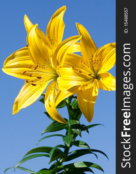 Flowerses to yellow lily on background blue sky