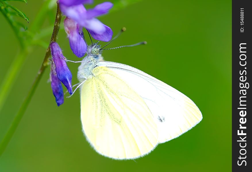 A cabbage white butterfly perched on a flower. A cabbage white butterfly perched on a flower.