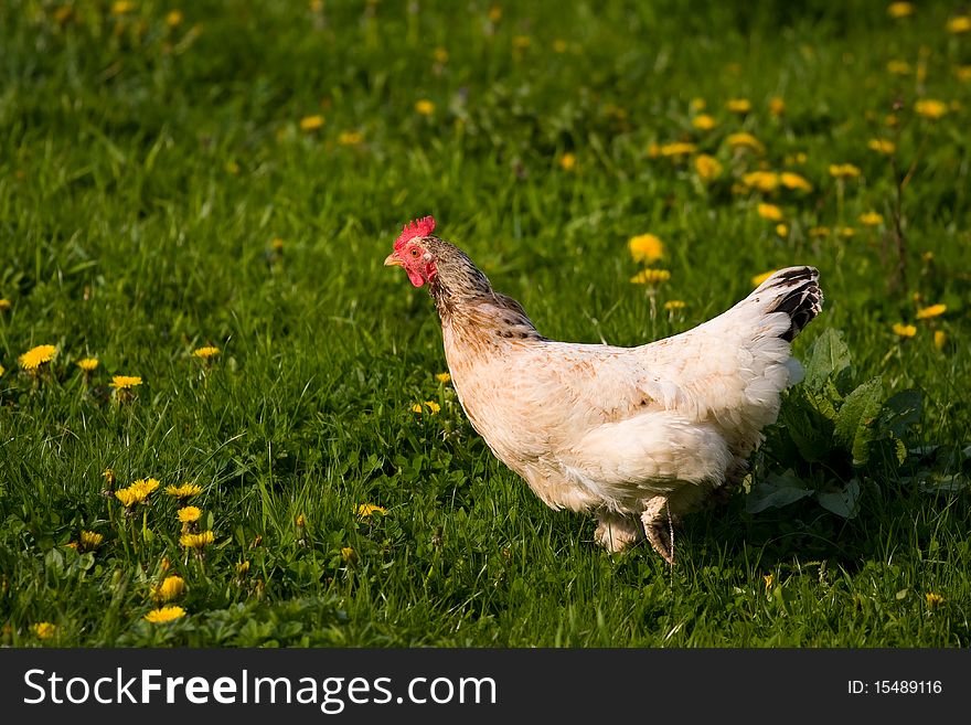 Running Chicken