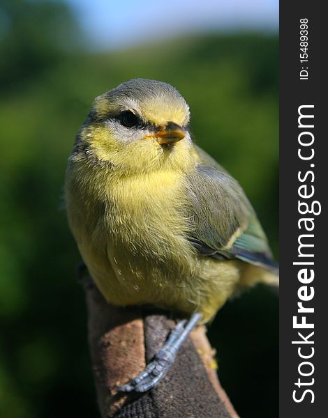 A close-up shot of a single perched blue-tit. The bird has its eyes closed and feathers ruffled.