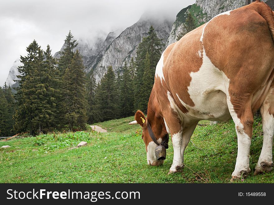 Cow Grazing in the Mountains